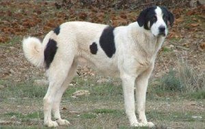 Oyrazir, rase de câini (câini) Oirazir, rase de câini