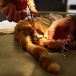 Озноб у кішки після стерилізації тремтіння по тілу що робити на 2-7 день або через 12 годин, котізм