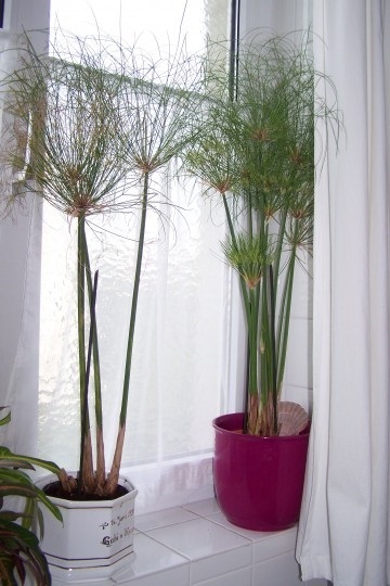 Papirus sau cyperus ca planta de casă