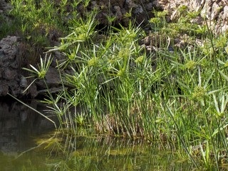 Папірус догляд, полив, фото, пересадка, розмноження