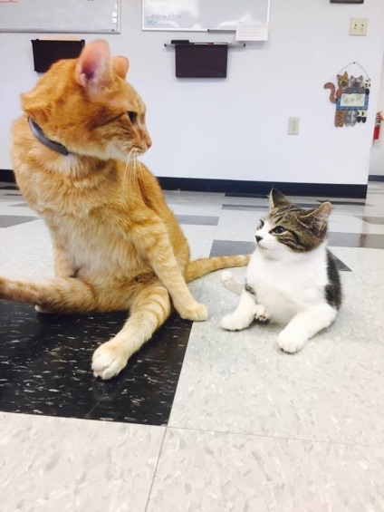 O pisică paralizată se găsește un prieten, vmzh