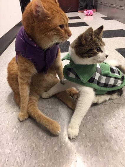 O pisică paralizată se găsește un prieten, vmzh