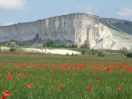 Parcul de lei în Taiga în alb