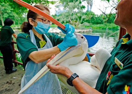 Bird Park în Singapore jurong pasăre parcul de pauză de funcționare, cât de mult pentru a obține, costul biletelor