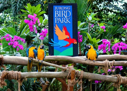 Парк птахів в Сінгапурі jurong bird park години роботи, як дістатися, вартість квитків