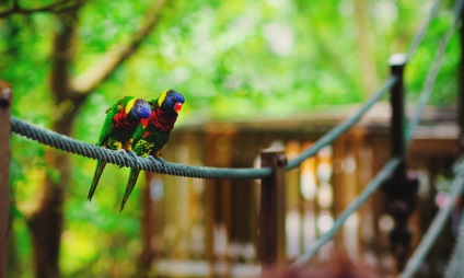 Парк птахів в Сінгапурі jurong bird park як дістатися, відгук і фото