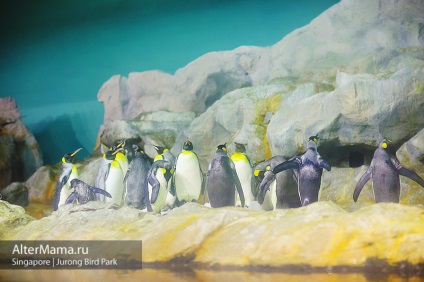 Bird Park Szingapúr, Jurong Bird Park, hogyan lehet a véleményét és a fotó (madár park) Bird Park Szingapúr, Jurong Bird Park irányokat, felülvizsgálat és fotók