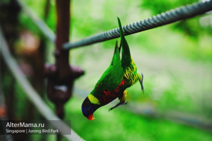 Парк птахів в Сінгапурі jurong bird park як дістатися, відгук і фото