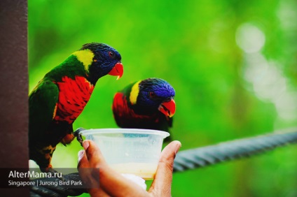 Парк птахів в Сінгапурі jurong bird park як дістатися, відгук і фото