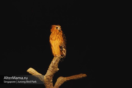 Парк птахів в Сінгапурі jurong bird park як дістатися, відгук і фото