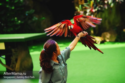 Парк птахів в Сінгапурі jurong bird park як дістатися, відгук і фото