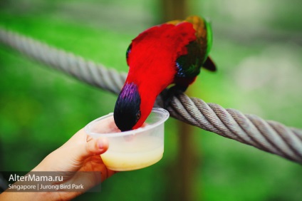 Парк птахів в Сінгапурі jurong bird park як дістатися, відгук і фото