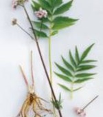 Solanum nigrum - nadragulya, homeopata, gyógynövény, fehér mágia
