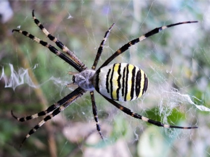 Ariope Spider este un om drăguț dungat chipeș