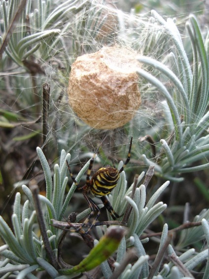 Ariope Spider este un om drăguț dungat chipeș