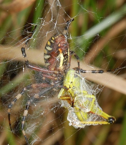 Ariope Spider este un om drăguț dungat chipeș