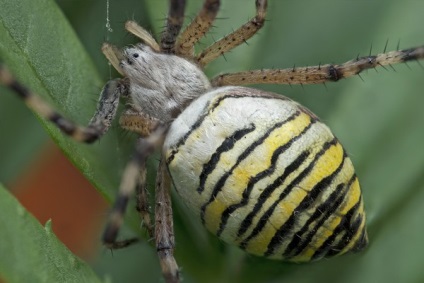 Ariope Spider este un om drăguț dungat chipeș