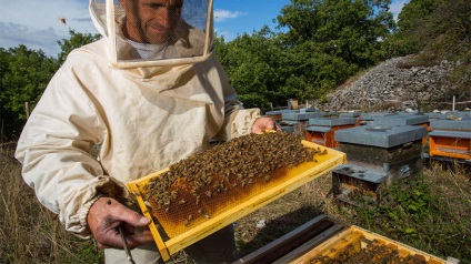 Apicultura ca o afacere in care sa inceapa cresterea albinelor acasa