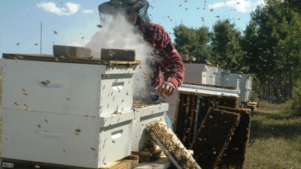 Apicultura ca o afacere in care sa inceapa cresterea albinelor acasa