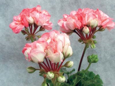 Pelargonium - méltó versenyző rózsák