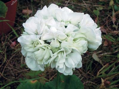 Pelargonium - rivali vrednici de trandafiri