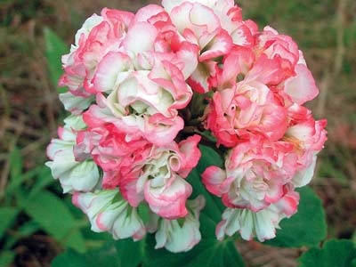 Pelargonium - rivali vrednici de trandafiri