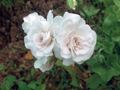 Pelargonium - rivali vrednici de trandafiri