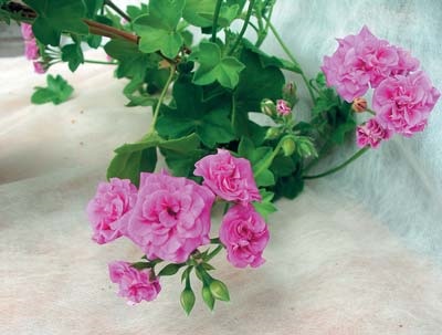 Pelargonium - méltó versenyző rózsák