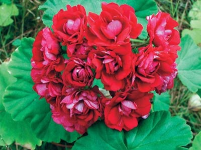 Pelargonium - rivali vrednici de trandafiri