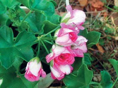 Pelargonium - méltó versenyző rózsák