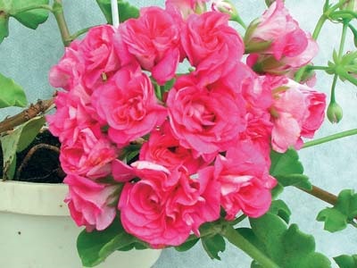 Pelargonium - rivali vrednici de trandafiri