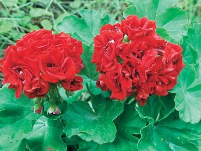 Pelargonium - méltó versenyző rózsák