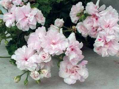 Pelargonium - méltó versenyző rózsák