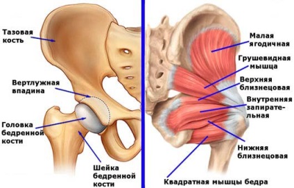 Fractura gâtului tipurilor de șold, simptome, tratament, consecințe