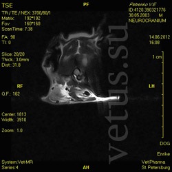 Fractură a vertebrei cervicale la câine