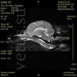 Fractură a vertebrei cervicale la câine