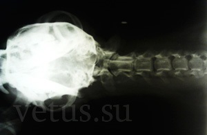Fractură a vertebrei cervicale la câine