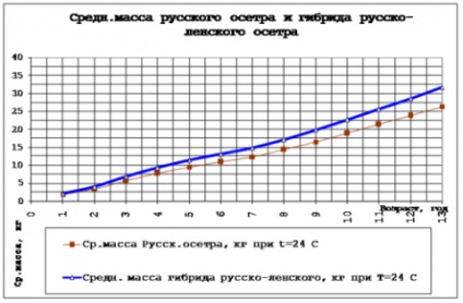 Perspectivele pentru cultivarea unui hibrid de sturion rusesc cu sturion siberian în Rusia