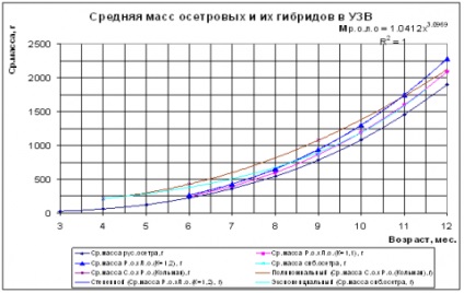 Перспективи вирощування гібрида російського осетра з сибірським осетром в росії
