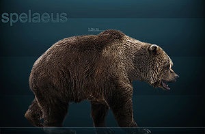 Ursulețul urs este