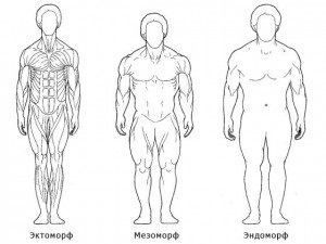 Харчування для мезоморфа - спортивний сайт