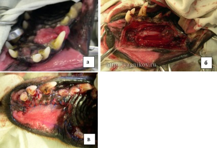 Chirurgie plastica in medicina veterinara