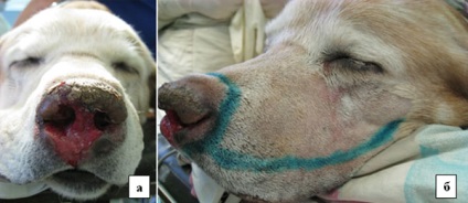 Chirurgie plastica in medicina veterinara