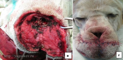 Chirurgie plastica in medicina veterinara