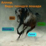 De ce calul ieși din viața animală?