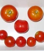 Beneficii și daune ale tomatelor