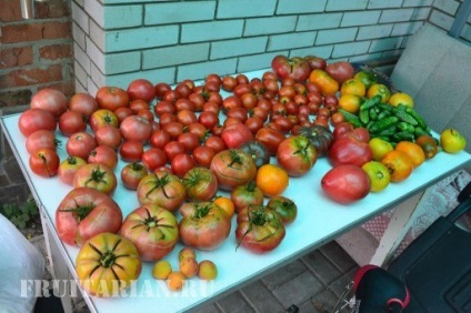 Tomate de malachit și grapefruit din Siberian și soiuri de portocale