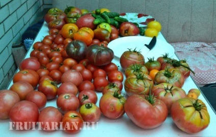 Tomate de malachit și grapefruit din Siberian și soiuri de portocale