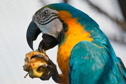 Parrot ara la domiciliu comentarii, video