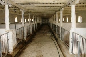 Lapály malacokat Fajta leírását és jellemzését sertések, különösen etetés, gondozás és tenyésztés (lapály) Lapály sertés fajta leírását és jellemzését sertés, etetés gyakorlatok, ellátás és a tenyésztés